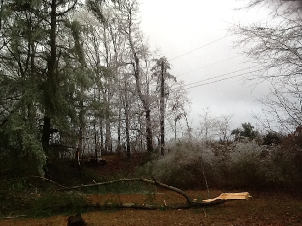 Pine tree damage
